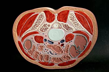 Sección Inferior  Tercio Abdomen