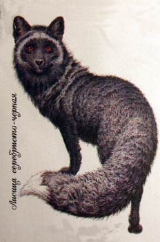 Mapache Ussuriano