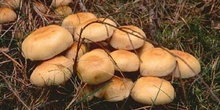 Pholiota lenta