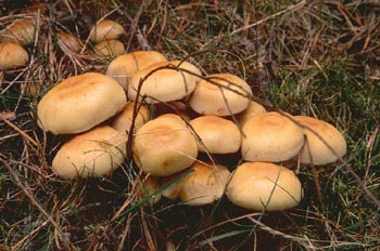 Pholiota lenta