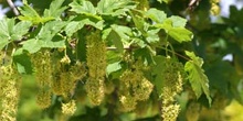 Arce blanco - Flor (Acer pseudoplatanus)