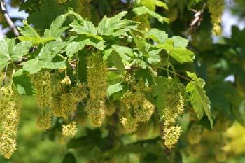 Arce blanco - Flor (Acer pseudoplatanus)