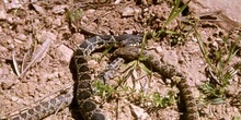 Culebra de herradura (Coluber hippocrepis)