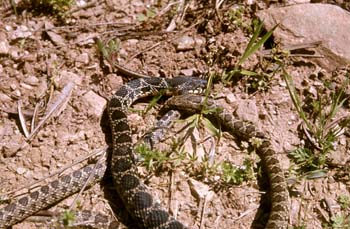 Culebra de herradura (Coluber hippocrepis)