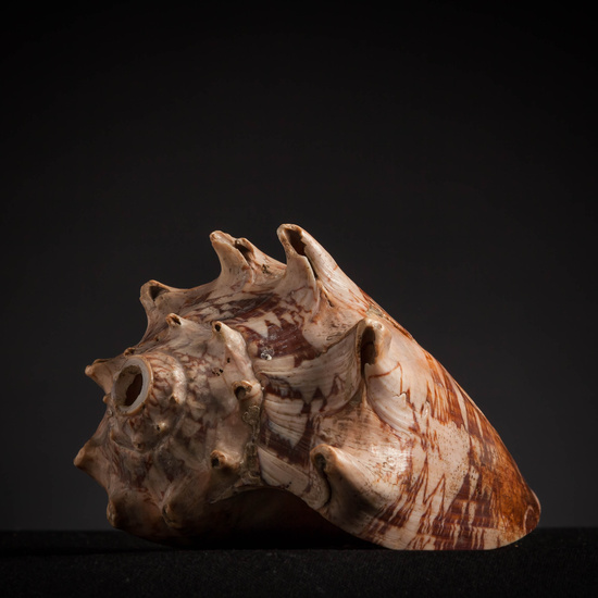 IES_CARDENALCISNEROS_CONCHAS_162