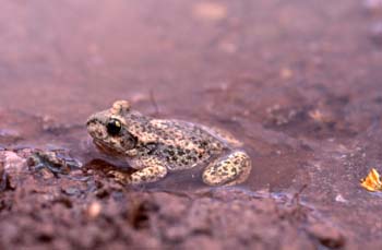 Sapo partero común (Alytes obstetricans)