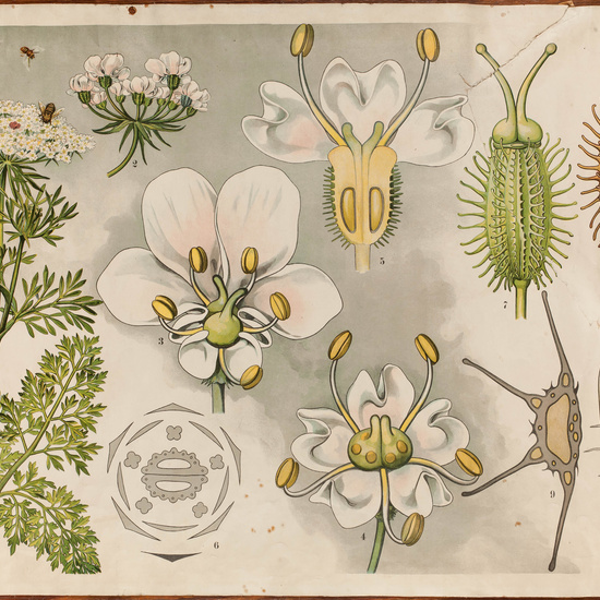 IES_CARDENALCISNEROS_BOTÁNICA_II_LÁMINAS_005