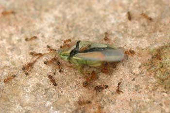 Hormiga (Formicidae fam.)