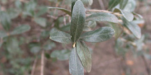 Acebuche, "Olea europaea"