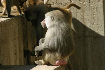 Papión (Papio cynocephalus)