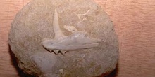 Mandíbula de pez (Pez) Cretácico