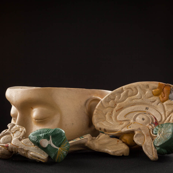 IES_ISABELLACATOLICA_ANATOMIA_009