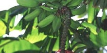 Platanera (Musa acuminata)