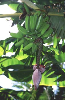 Platanera (Musa acuminata)