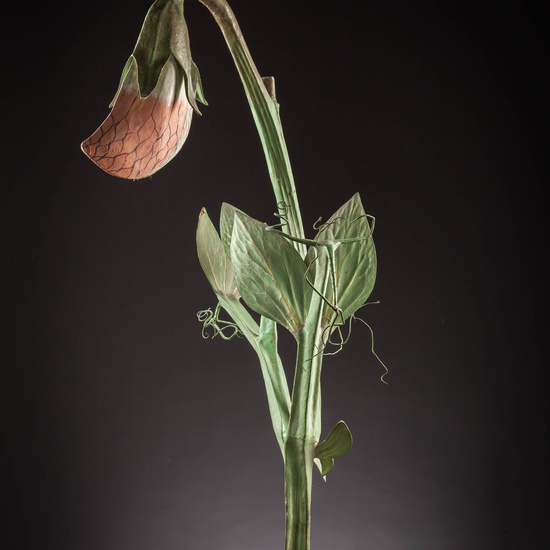 IES_SANISIDRO_MUSEO_Botanica_056