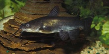 Pez gato (Ictalurus melas)