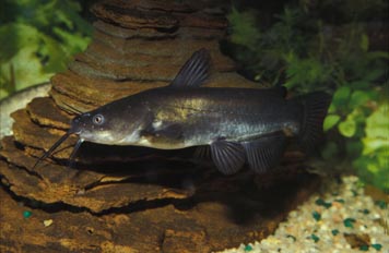 Pez gato (Ictalurus melas)