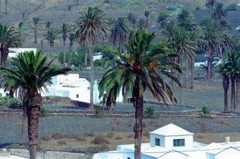 Palmeras Valle de Haria