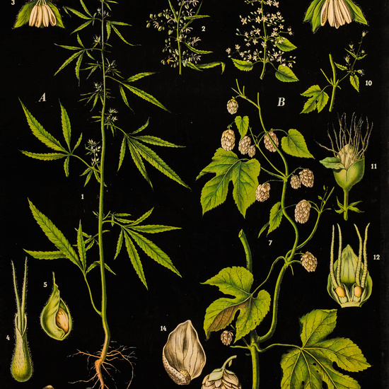 IES_LOPEDEVEGA_CIENCIASNATURALES_007