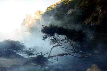 árbol en ribera de rio ácido en Waimangu, Nueva Zelanda