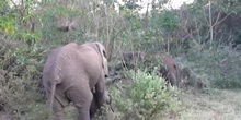 Elefante africano (Loxodonta africana. Blumenbach, 1797)