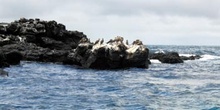 Piqueros de patas azules en un islote, Ecuador