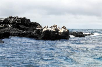 Piqueros de patas azules en un islote, Ecuador