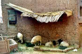 Pesebre en Skoura, Marruecos