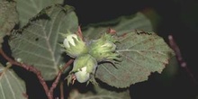 Avellano - Fruto (Corylus avellana)