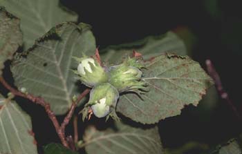 Avellano - Fruto (Corylus avellana)