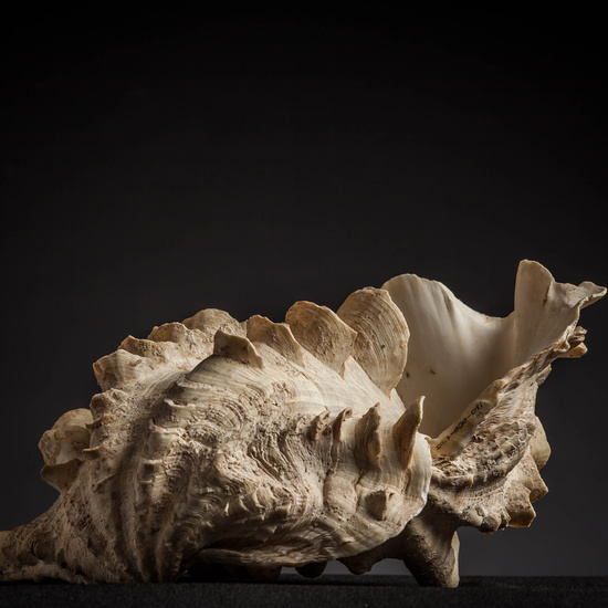 IES_CARDENALCISNEROS_CONCHAS_090