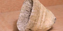 Placosmilia (Coral) Cretácico
