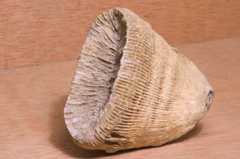 Placosmilia (Coral) Cretácico