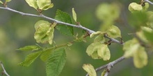 Olmo de Siberia - Frutos (Ulmus pumilla)