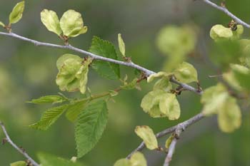 Olmo de Siberia - Frutos (Ulmus pumilla)