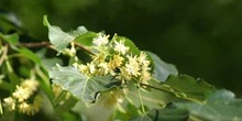 Tilo plateado (Tilia tomentosa)