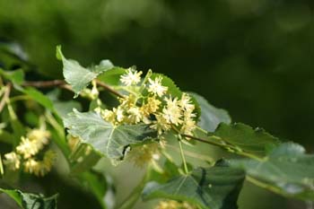 Tilo plateado (Tilia tomentosa)