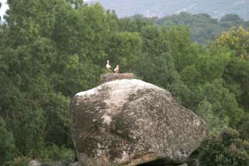 Cigüeña blanca (Ciconia ciconia)