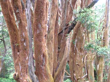 Bosque de Arrayanes, Argentina
