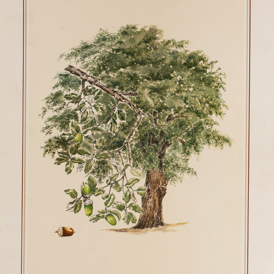 IES_CARDENALCISNEROS_BOTÁNICA_II_LÁMINAS_123