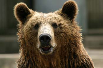 Oso pardo (Ursus arctos)