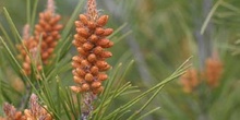 Pino carrasco - Flores (Pinus halepensis)