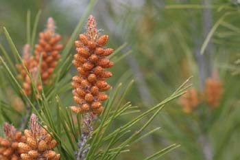 Pino carrasco - Flores (Pinus halepensis)