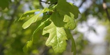 Carvallo - Hoja (Quercus robur)