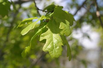 Carvallo - Hoja (Quercus robur)