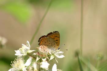 Manto púrpura (Heodes alciphron)