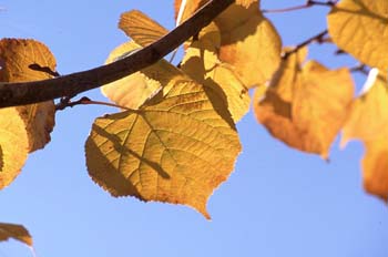 Tilo común - Hoja (Tilia platyphyllos)