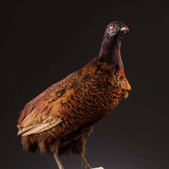 IES_SANISIDRO_BIOLOGIA_350