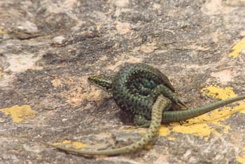 Lagartija serrana (Lacerta monticola)