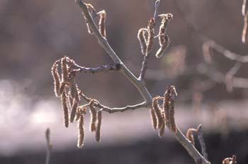 álamo blanco - Flor fem. (Populus alba)